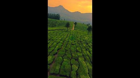 Tea plants in India feel it #tea #plants #new #today #viral #trending #drone #droneview