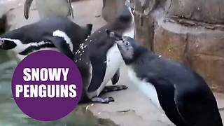 Adorable video shows the moment penguins in Cornwall see SNOW for the first time