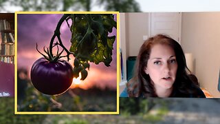 GMO Purple Tomato: The Trojan Horse of GMOs?