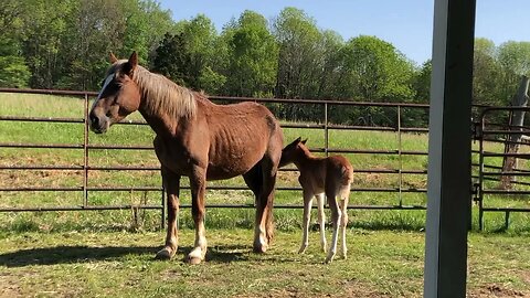 Belgian Draft horse and 2 day old foal saved from almost being shipped to slaughter update - Ep.59