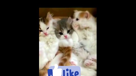 so_cute_beautiful_kity_cats_piu_piu👌💞