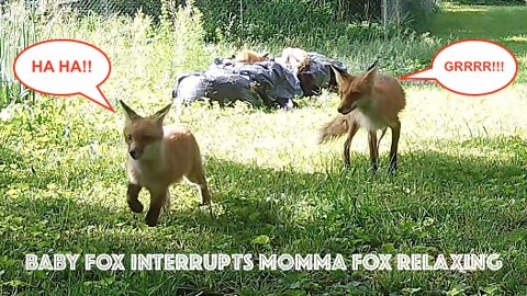 Baby Fox Interrupts Momma Fox Relaxing