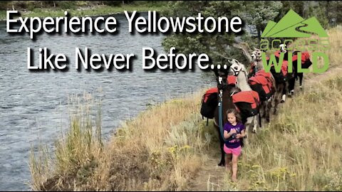 Yellowstone Guided Llama Pack Trips
