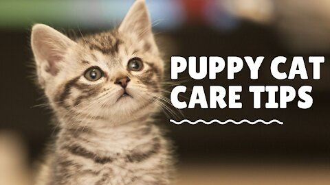 Puppy Care Tips
