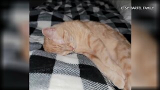 Man born without leg adopts cat amputee