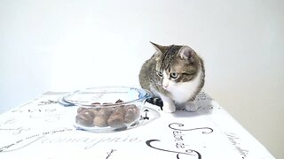 Cat Inspects the Cooking Process