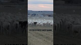 Listen to those sheep make noise #shearing #sheep #farmlife #ewes #sheepshed #sheepfarming