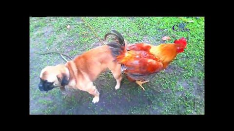 dog and a chicken (very rare sight of a dog and a chicken)