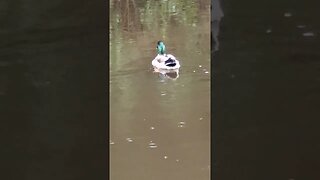 Hi Duck🦆 #nature #duck 🦆🦆 #animal #bird #yorkshireday