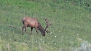 Gorgeous Bull Elk in Velvet