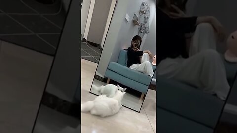 Funny cats in front of mirror #shorts