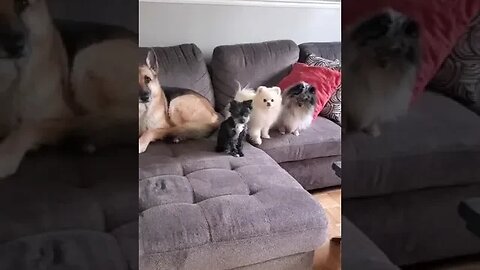 Cute And Funny Dog Meeting