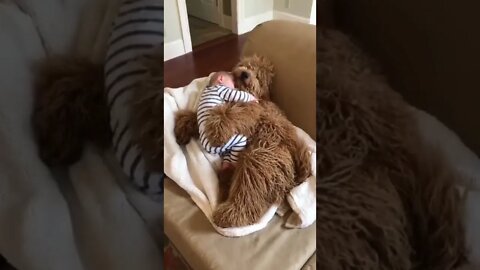 Cachorro peludo Cuidando do Bebe #shorts