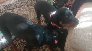 Rottweilers - Lil' Ed & Faye - These Guys Are Spoiled. I'm Gunna Have To Finda A Real Job...