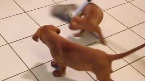 Foster Puppies 'Help' Clean Up The House As A Thank You