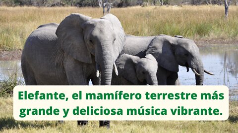 Elefante, el mamífero terrestre más grande y deliciosa música vibrante.