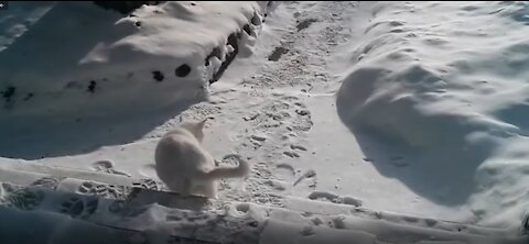 This Adorable Cat hates snow and watch he's Reaction!