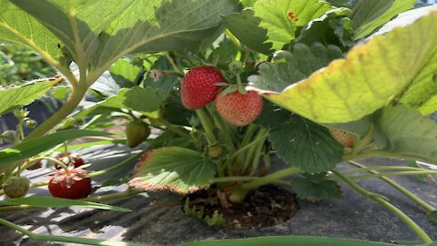Yummiest U-pick strawberries in Granite Bay, CA