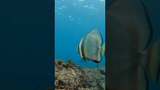 AQUATIC LIFE IN SEYCHELLES #Shorts