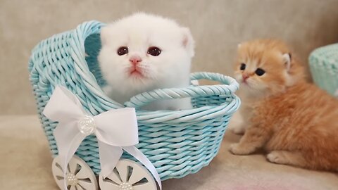 Cute little cat 😺 animals 2023 video catvideos&nbsp;