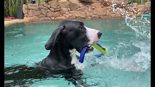Happy Great Dane Loves To Fetch Her Nerf Pool Stick