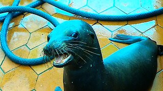 Sea lion's adorable begging gets him treats from fisherman