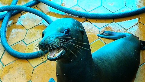 Sea lion's adorable begging gets him treats from fisherman