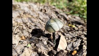 Potent Panaeolus cyanescens magic mushroom wonderland