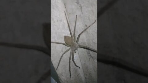Giant Huntsman Spider in Philippines #shorts #gianthuntsmanspider #philippines