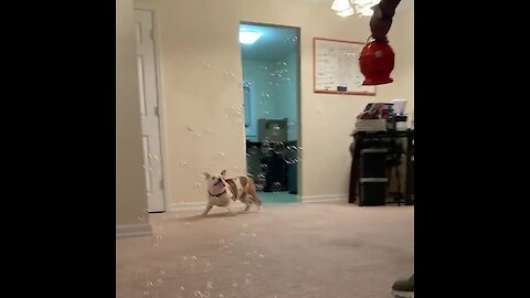 Bulldog puppy gets super excited when it rains down bubbles