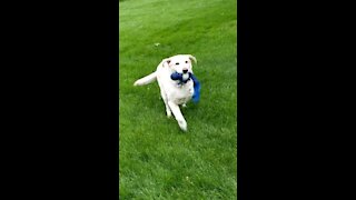 Leo Sayer and RILEY Three-legged Wonder Lab