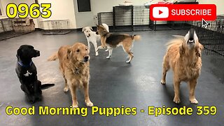 [0963] GOOD MORNING PUPPIES - EPISODE 359 [#dogs #doggos #doggos #puppies #dogdaycare]