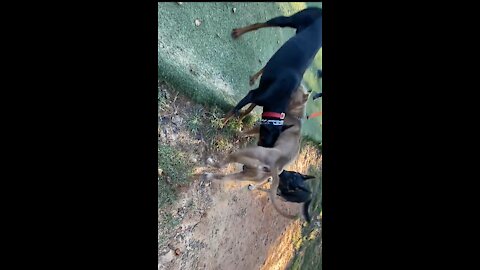 Doberman attacks pitbull