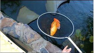 Rescuing fish from a leaky pond (from 200 gallon pond to a 50,000gallon pond) #fishrescue