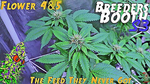 Breeders Booth S3 Ep. 9 | Flower Weeks 4 & 5 | The Feed They Never Got ( Goodbuds Genetics )