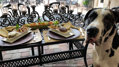 Funny Great Dane Really Tries To Resist BBQ Burger Temptation