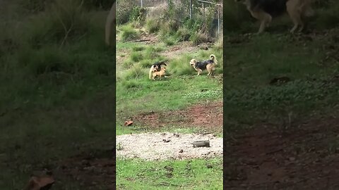 Dogs German Shepherd vs. Ratcha | Ferrari vs. Lamborghini | Top Speed | Dog DIY in 4D