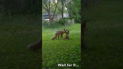 Fox Jumps Over Two Other Foxes
