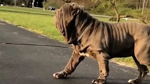 Top 20 largest dogs in the world