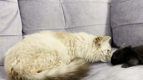 Funny Cat Meets Baby Rabbit for the First Time!