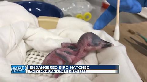 Endangered Guam Kingfisher hatched