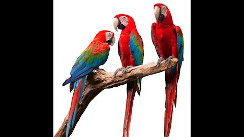 Beautiful Macaw Birds you ever seen #Shorts #FunCinema #Viral Shorts 2021