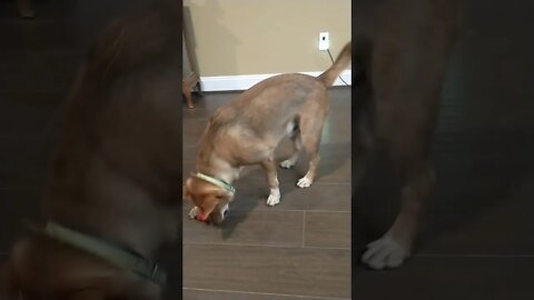 Dog 🐕 got his toy and gave us a BIG surprise! 😂