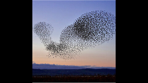 Birds Fly In Shape-Shifting Pattern