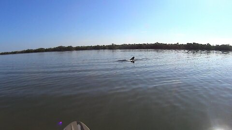 Dolphin Fishing in the Banana River Lagoon, Florida