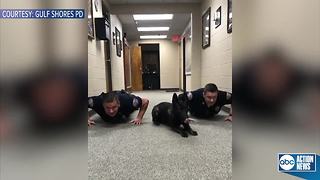 K9 Nitro does push-ups with Alabama police officers to promote 9PM routine