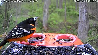 Baltimore oriole on new PA Bird Feeder 3 - Close-up feeder 5/8/2023