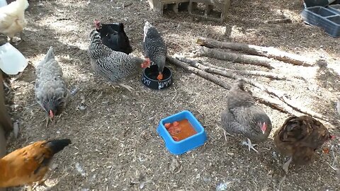 Chickens try canned tomatoes.