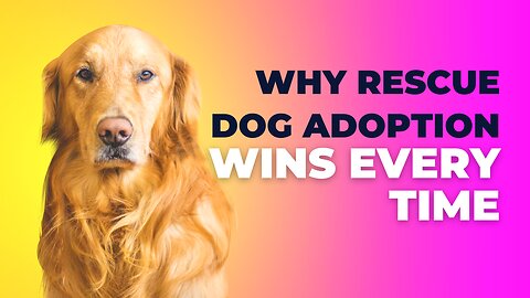 "The Best Decision Yet: Why Rescue Dog Adoption Wins Every Time"
