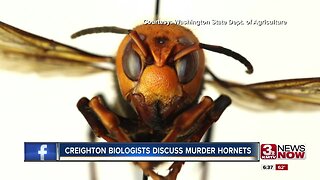 Creighton biologists discuss murder hornets